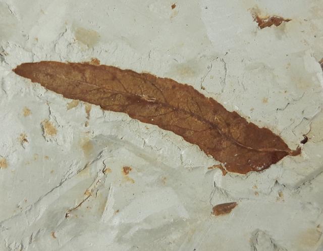 Myrica lignitum (UNGER 1847) & Daphnogene polymorpha ETTINGSHAUSEN 1851 - Bild © FossNet FossilienStore